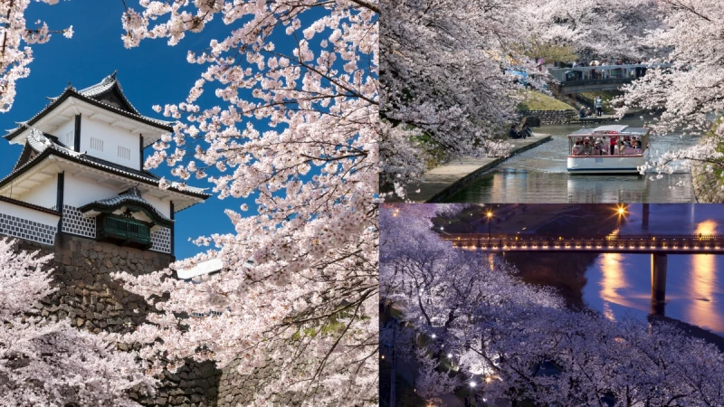 日本北陸賞櫻名所！石川、富山、福井三縣，必遊夢幻櫻花隧道漸層花海