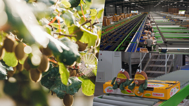 全球最大的奇異果品牌 ZESPRI® 產線大開箱，帶你一窺營養小金礦多個秘密基地