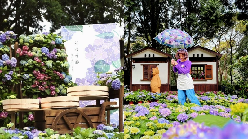 薰衣草森林進入繡球花季！山林染上藍紫色調好浪漫，仙女必須把「繡球花傘」帶回家