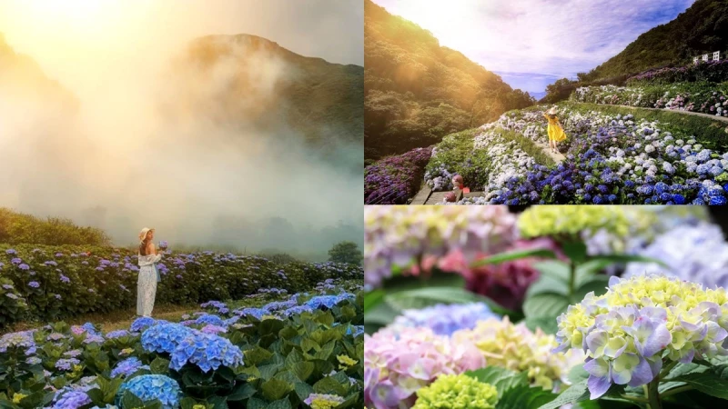 2023竹子湖繡球花季來了！七大農園美照拍不完、一日遊時間快筆記