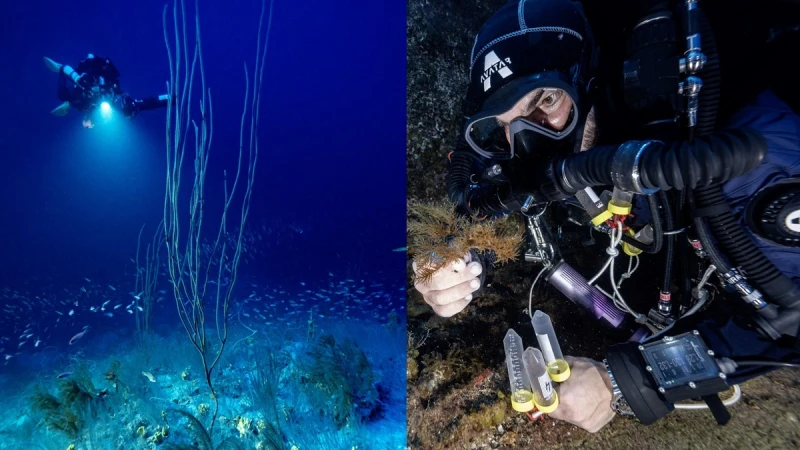 勞力士與地球攜手共舞「保護地球．恒動不息」計劃，與合作夥伴「極地之下」團隊共同守護海洋保育珍寶，永續發展生生不息。