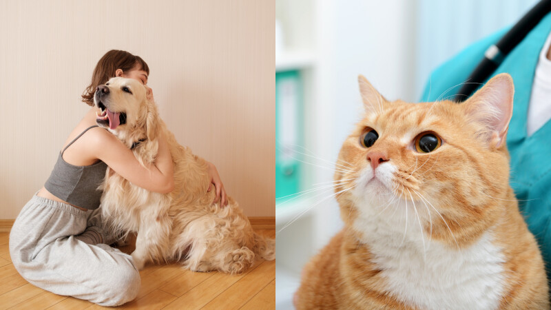 犬貓忍痛能力是人類10倍！獸醫提醒定期健檢不容忽視，與毛孩相伴更長久