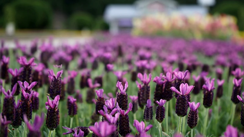 上萬株紫色花海美爆！九族文化村薰衣草季開跑，6公頃歐式花園宛如秒飛歐洲