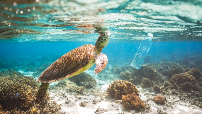 6/8迎接「世界海洋日」!由來&歷年主題是什麼?這9集特輯節目帶你更加認識大海