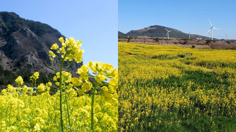 【Julia韓國觀察筆記】春天就是要去濟州島賞油菜花！10大必去油菜花景點推薦