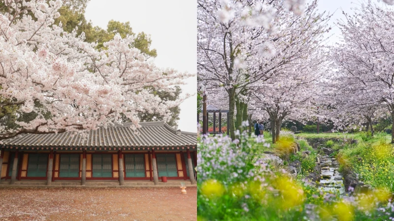 【Julia韓國觀察筆記】櫻花季起跑，濟州島賞櫻景點8選