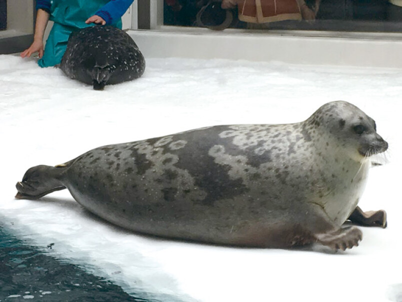 圓滾滾療癒感爆棚 日本水族館推超萌 微笑海豹抱枕 呆萌模樣一秒被圈粉 Marie Claire 美麗佳人