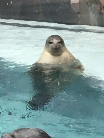 圓滾滾療癒感爆棚 日本水族館推超萌 微笑海豹抱枕 呆萌模樣一秒被圈粉 Marie Claire 美麗佳人