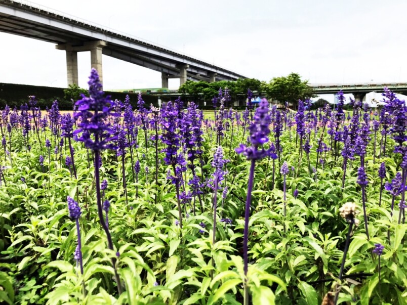 新北河濱蝶戀季 板橋蝴蝶公園地景浪漫登場 3公尺高蝴蝶竹編 百萬顆led星星燈光雕美翻 Marie Claire 美麗佳人