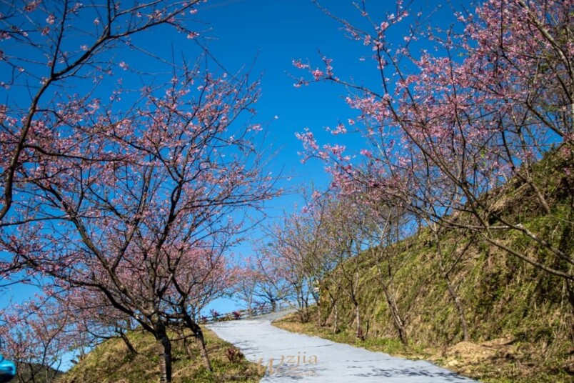 21大台北花海旅遊懶人包 6大賞花景點公開 浪漫櫻花 波斯菊 台版富良野 美照拍不完 Marie Claire 美麗佳人